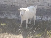 母山羊, Goats — 照片 1