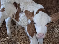 ثور, Simmental cattle — الصورة 6