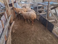 Oveja, Ovejas — foto 1
