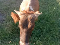 Bulle, Kasachische Weißkopfkuh — Foto 2