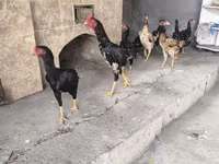 Chickens — फ़ोटो 5