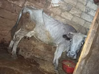 Cow, Cattle — photo 1
