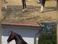 Адуу, Dutch warmblood horse — 1 зураг