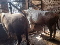 Bulle, Simmental cattle — Foto 7
