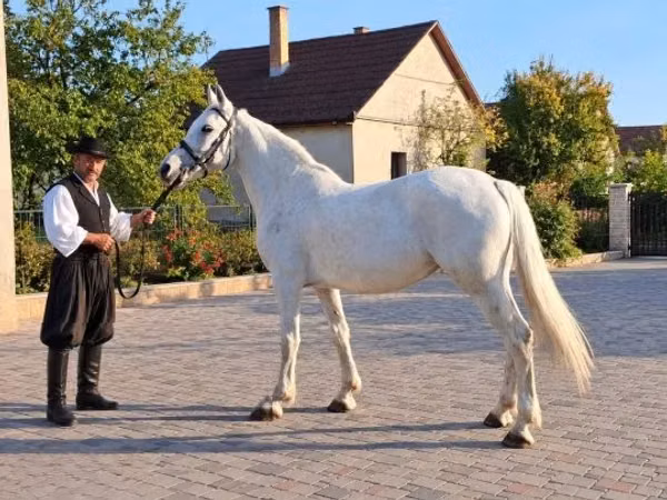 母马, Horses