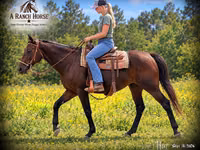 घोड़ी, Quarter Horse — फ़ोटो 1