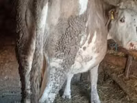 Kuh, Simmental cattle — Foto 2