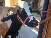 Vaca, Raza Alatau — foto 2
