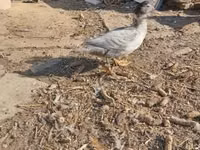 Ducks — फ़ोटो 3