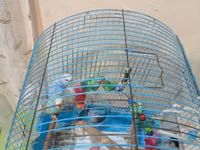 Erkey ve dişi — foto 2