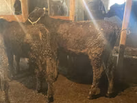 ثور, Swiss cattle — الصورة 6