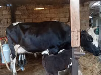 母牛, Russian Black pied cattle — 照片 1