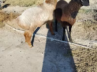 Sheep (batch, sex not specified), Sheep — photo 3