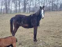 Horse (M), Hungarian horse breed — photo 1