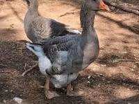 Geese — photo 2