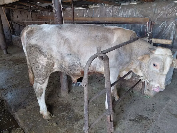 公牛, Red Polled Cow