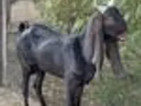 Ямаа, Kamori goats — 7 зураг