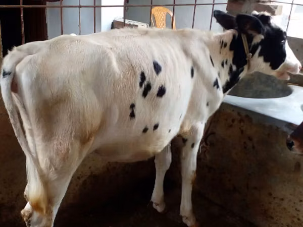 Үнээ, Russian Black pied cattle