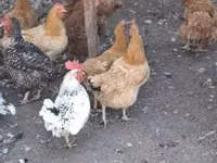 Chickens — फ़ोटो 1