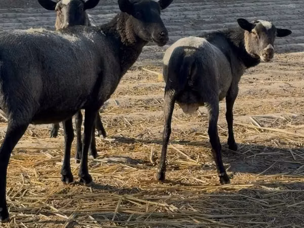 أغنام (دفعة، الجنس غير محدد), Romanov sheep