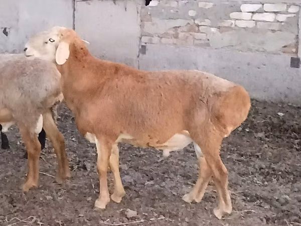 Widder, Hissar sheep