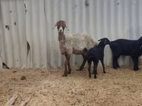 母羊, Arashan sheep — 照片 2