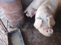 Boar, Pigs — photo 7