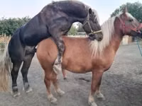 Mare, Horses — photo 1