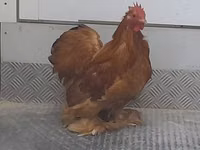 Bantam Pekín — foto 2