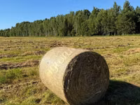 Сено в рулонах — foto 1
