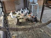 Holländisches Bantam — Foto 4