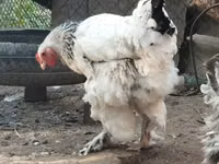 براهما — الصورة 3