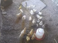 Ducks — الصورة 4