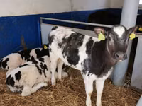 母牛, Russian Black pied cattle — 照片 1