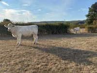Kuh, Charolais cattle — Foto 2