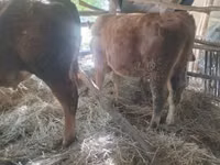Toro, Vaca Limousin — foto 1