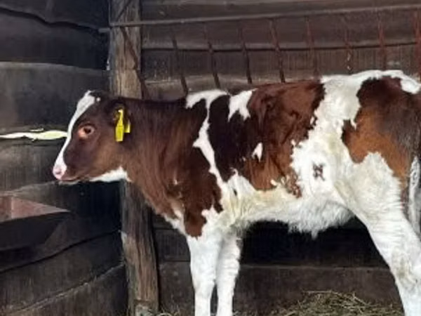 母牛, Simmental cattle