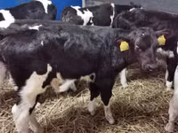 Бух, Russian Black pied cattle — 2 зураг