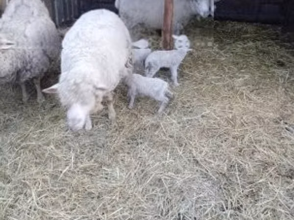 نعجة, Merino sheep