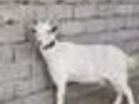Cabra, Cabras — foto 6