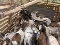 Billy Goat, Goats — photo 8