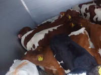 ثور, Simmental cattle — الصورة 2