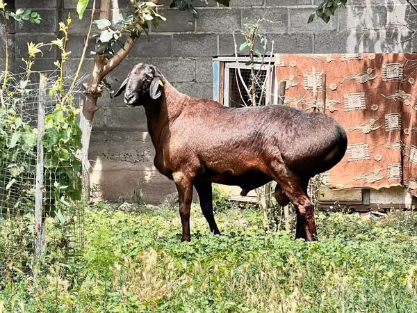 मेढ़ा, भेड़