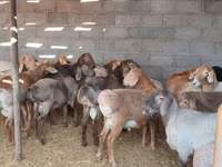 Хуц, Хонь — 2 зураг
