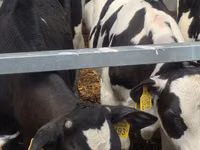 Bulle, Simmental cattle — Foto 6