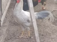 Chickens — photo 2
