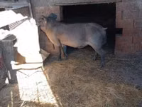 Boar — photo 3