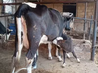 母牛, Russian Black pied cattle — 照片 4