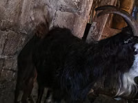 Ямаа, Kamori goats — 3 зураг
