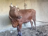 Үнээ, Red Estonian cattle — 1 зураг